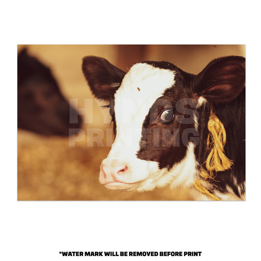 Baby Calf on Preston farms. Office Wall Art